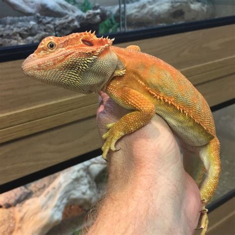 Red Bearded Dragon Price